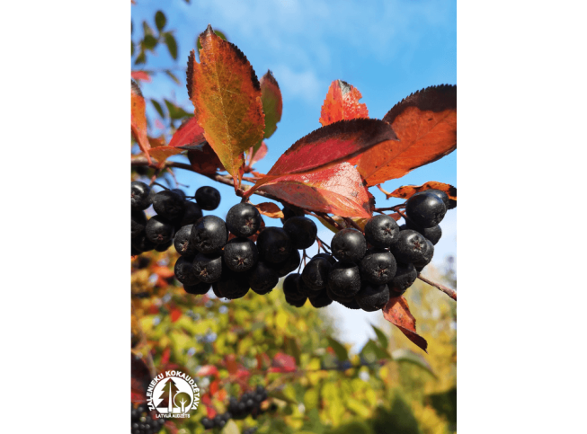 Aronia melanocarpa